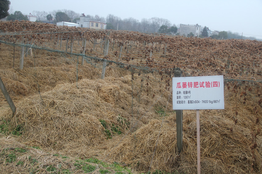 瓜蔞地蓋上了厚厚的稻草被子.JPG