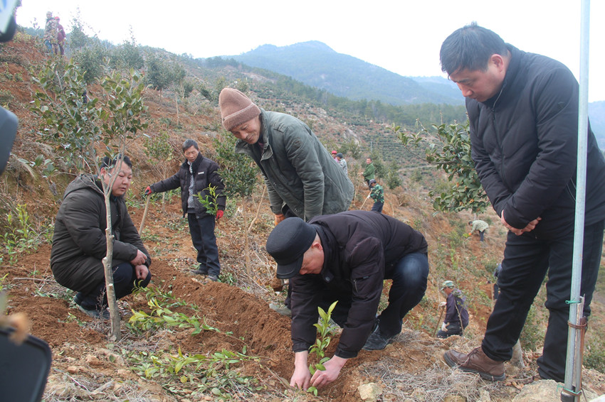 農(nóng)技人員在示范栽茶.JPG
