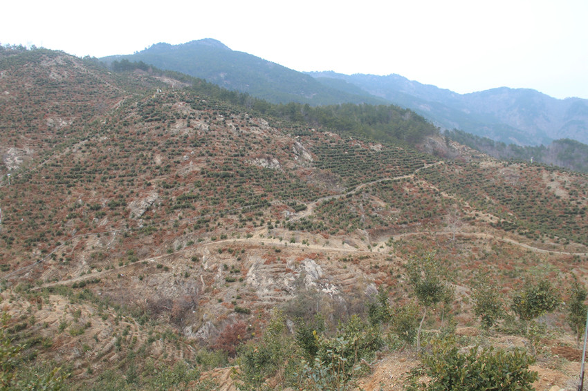 荒山變茶山.JPG