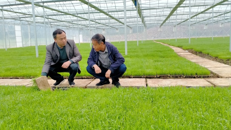 農(nóng)技專家走進育秧工廠提供技術(shù)指導(1).jpg