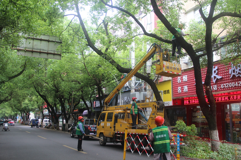 和平路北段，工人借助登高車修剪行道樹.JPG