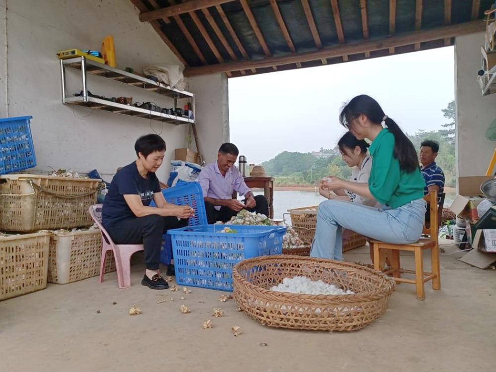 圖為王古明一家摘棉花.jpg