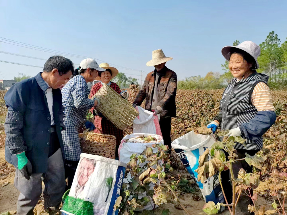 圖為九年村兩委帶領(lǐng)群眾和志愿者在采摘棉花2.jpg