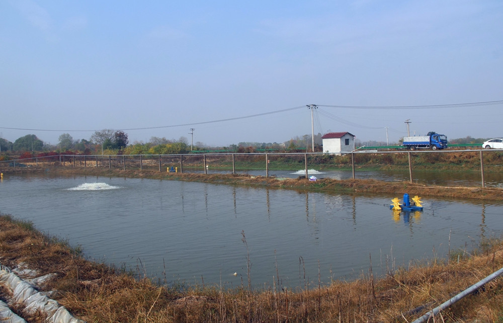 鱖魚、鱸魚養(yǎng)殖基地 一瞥.JPG