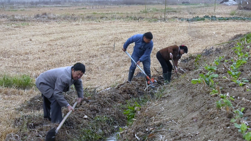 圖為村民們正在沿線溝渠清理雜物，保障水流暢通 .jpg