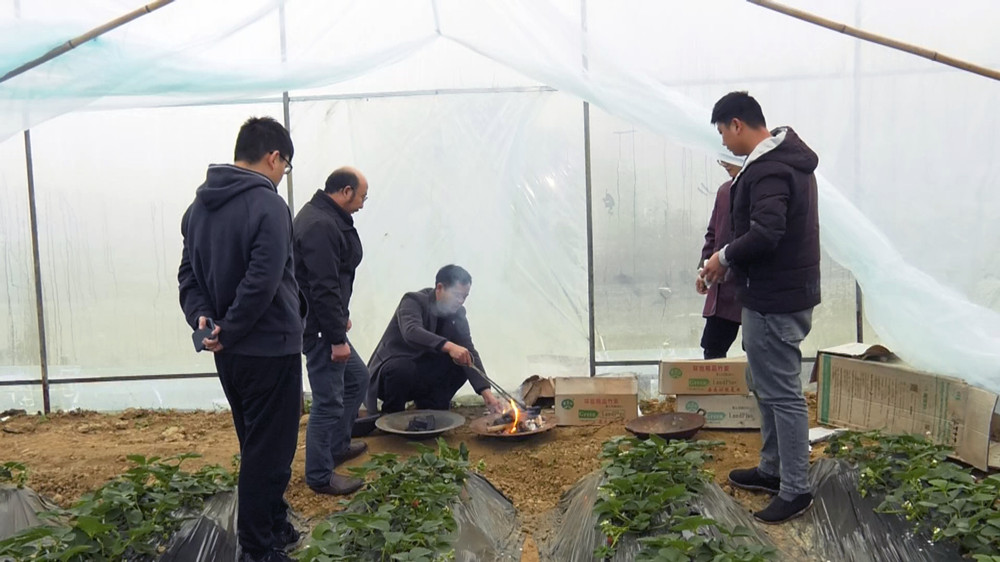 圖為種植戶(hù)正在農(nóng)技人員的指導(dǎo)下為大棚燒炭增溫.jpg