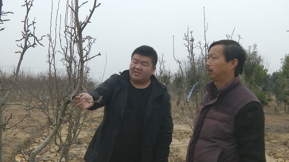 圖為阮景（左）查看果樹長(zhǎng)勢(shì).jpg