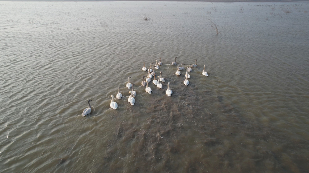 圖為正在嬉子湖國家濕地公園里嬉戲的天鵝群.jpg