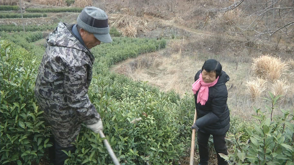 圖為許忠來（左）茶園管理.jpg