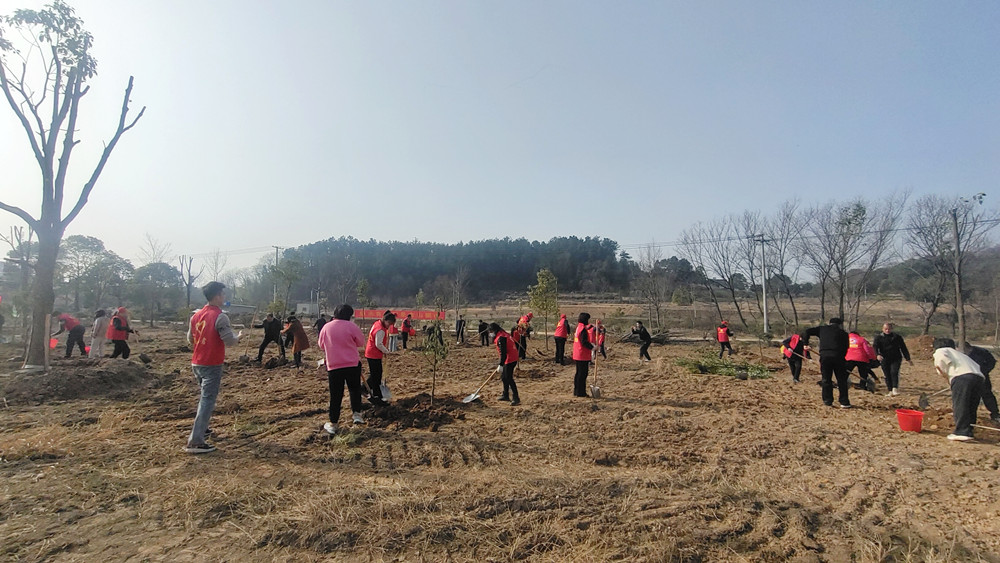 圖為植樹現(xiàn)場。.jpg