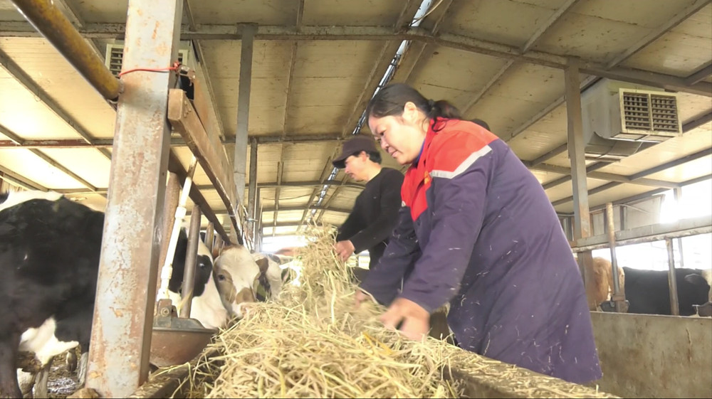 錢毛生喂牛飼草.jpg