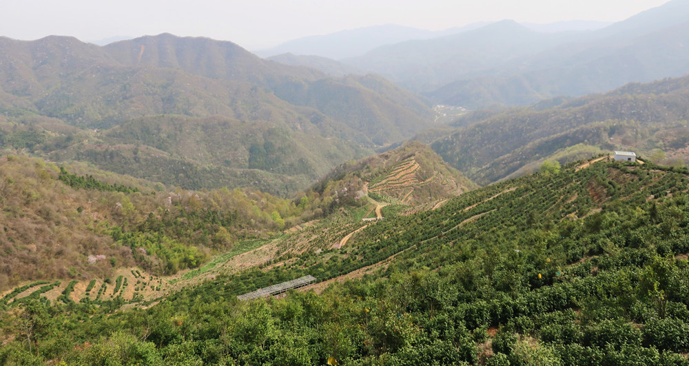 安徽晶帝生態(tài)農(nóng)業(yè)有限公司茶園基地.jpg