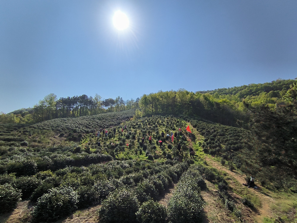桐城市呂亭鎮(zhèn)：黨旗飄在茶山上，活動開在茶園里1.jpg
