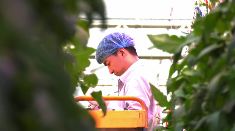植保園藝工程師查看植株.jpg