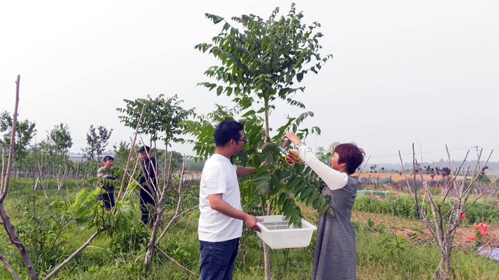 圖為村民們正在采摘香椿樹芽 .jpg