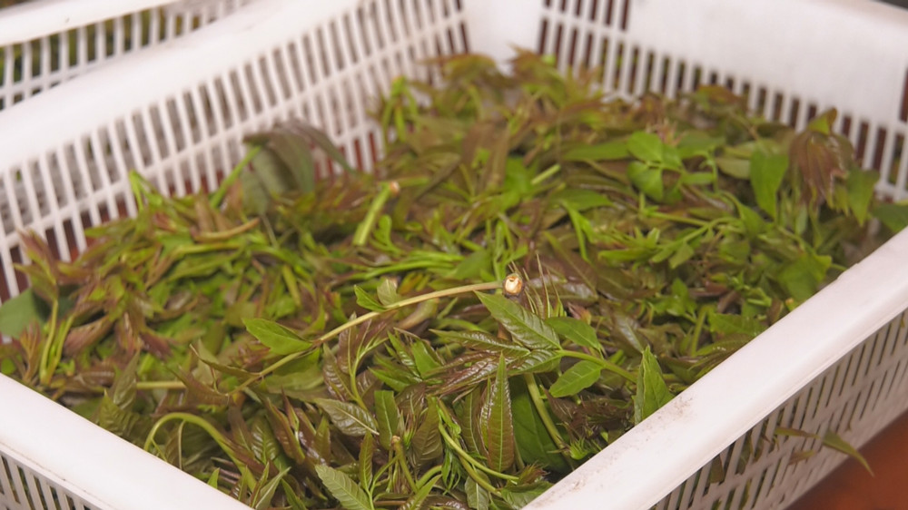圖為經過再次篩摘后的香椿樹芽尖 .jpg