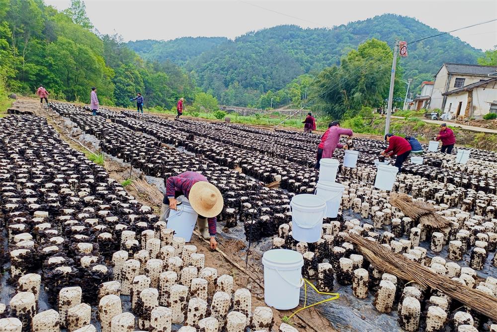 圖為村民正在進行木耳采收工作。.jpg