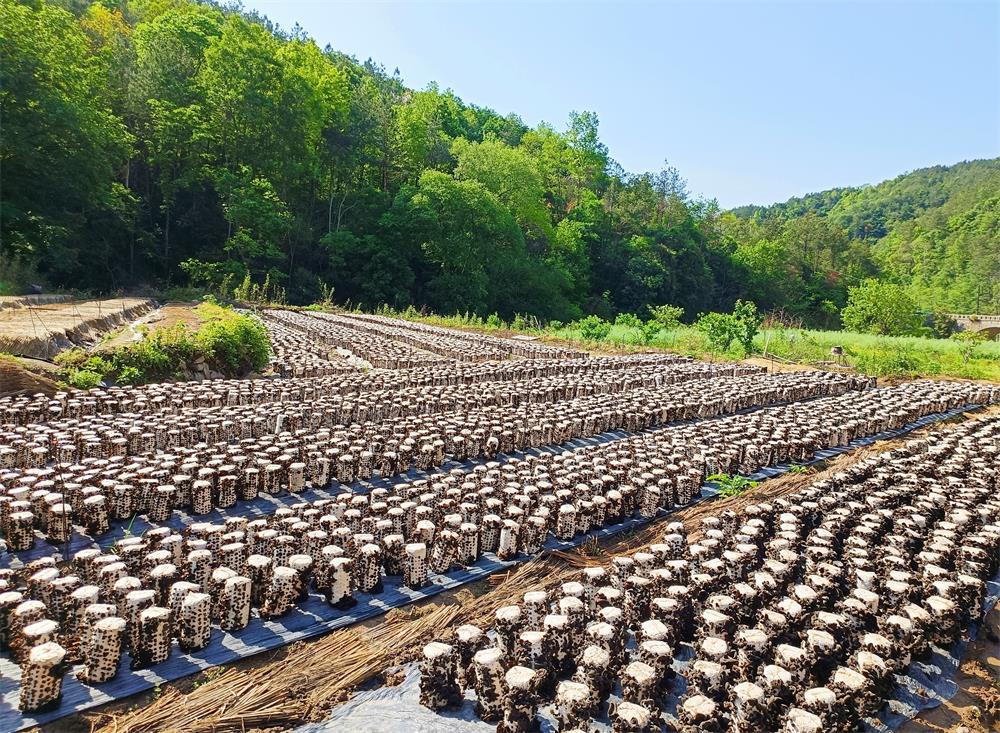 圖為木耳基地。.jpg