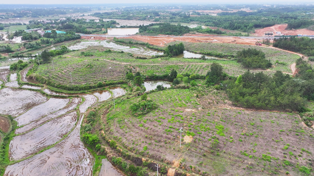 圖為青草鎮(zhèn)復(fù)興村200畝金銀花種植基地一角.jpg