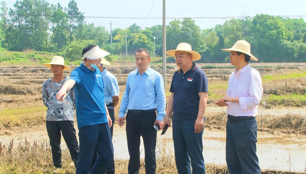 圖為安徽省農(nóng)業(yè)農(nóng)村廳科教處處長、一級調(diào)研員韓偉明和當?shù)剞r(nóng)業(yè)部門在桐城市金神鎮(zhèn)小麥受淹田塊查災核災，指導抗災.jpg