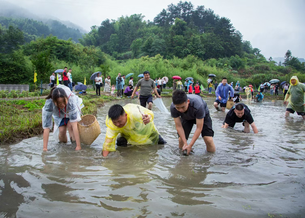 圖為第七屆插秧節(jié)渾水摸魚現(xiàn)場.jpg