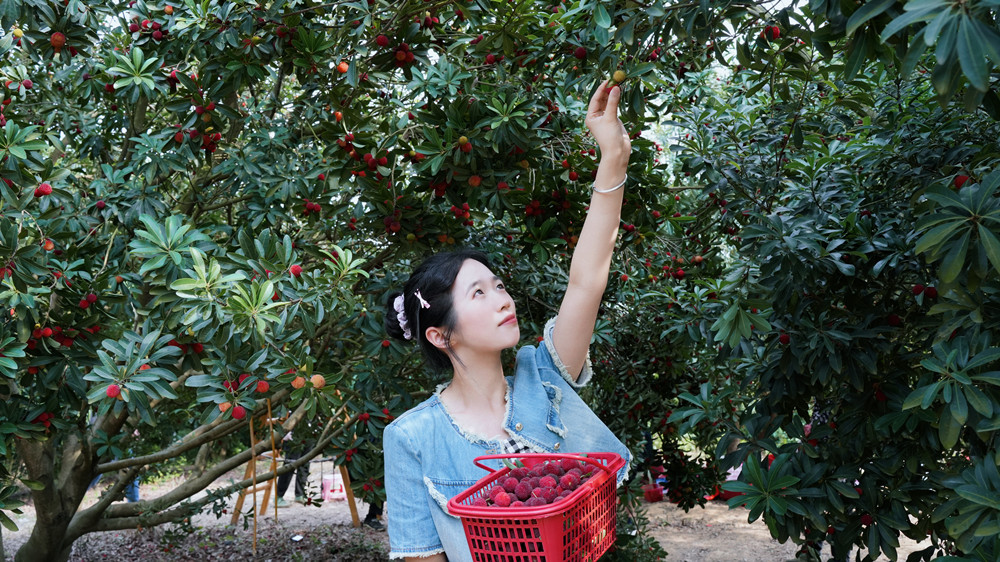 圖為游人正在采摘楊梅。.jpg