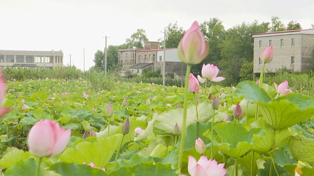荷花.jpg