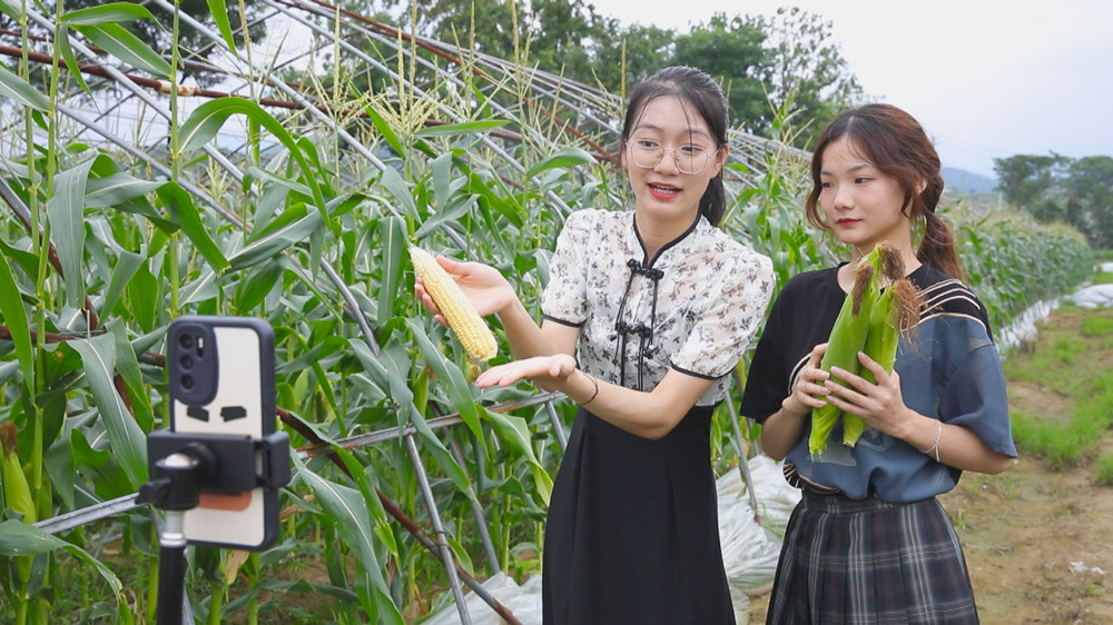 圖為圣芯正和同學(xué)在玉米種植基地里幫助種植戶直播帶貨1.jpg