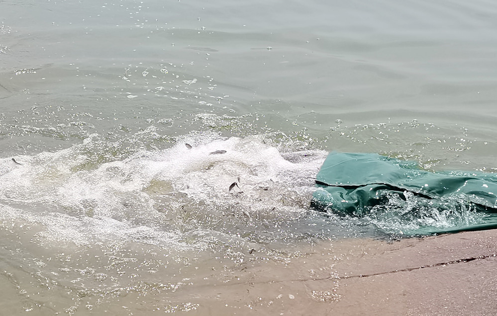 圖為魚苗活蹦亂跳地游向水中。.jpg