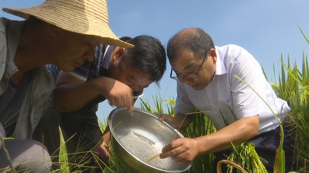 水稻.jpg