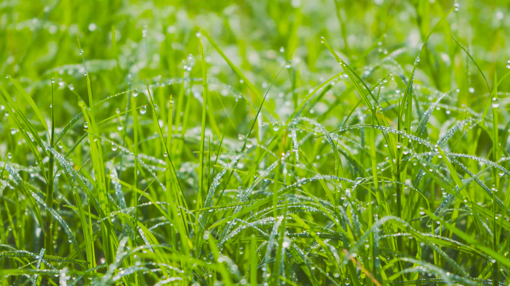 白露時(shí)節(jié)，露珠布滿青青小草。.jpg