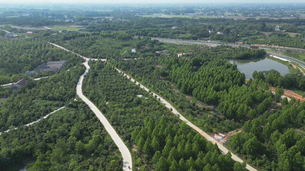 圖為航拍下的新渡鎮(zhèn)薄殼山核桃基地.jpg