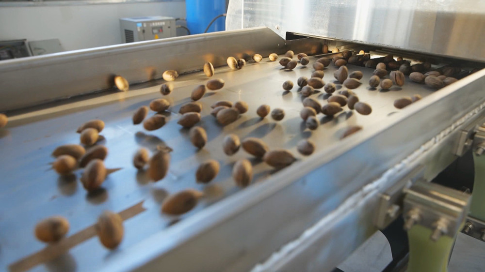 圖為薄殼山核桃加工生產(chǎn)線.jpg