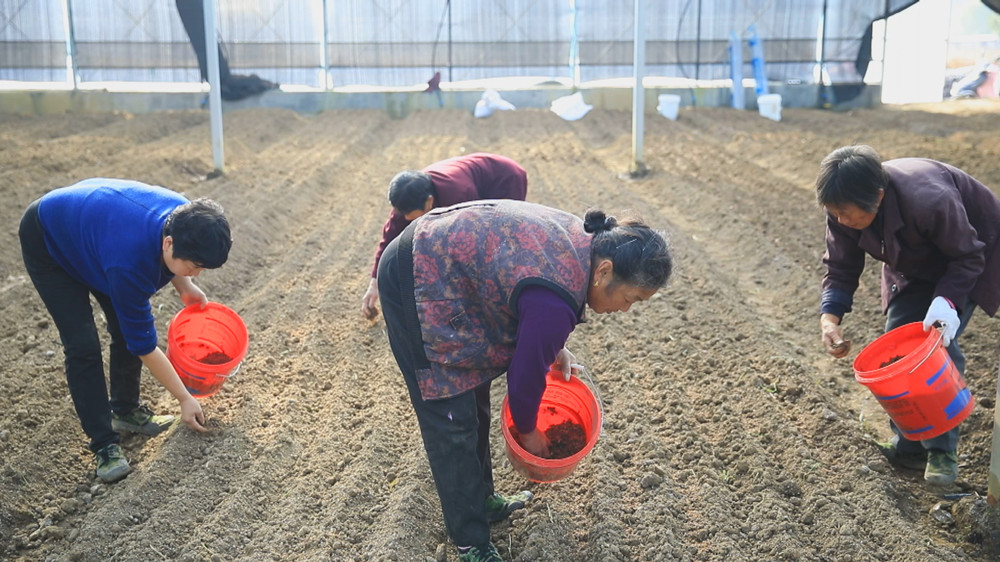 圖為村民們正在大棚內(nèi)種植羊肚菌1.jpg