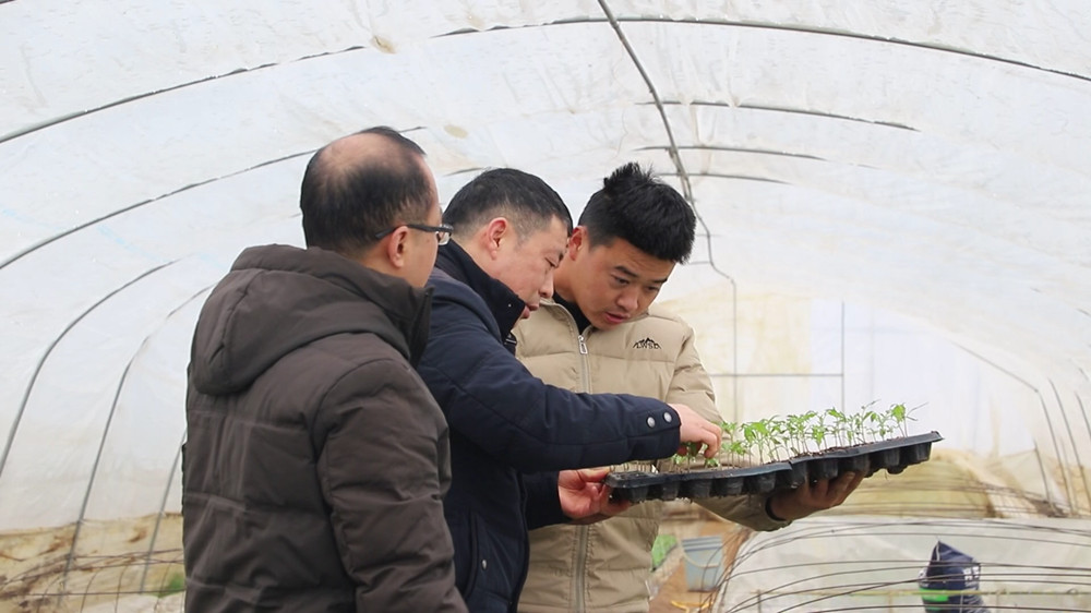 安徽桐城：積極應對寒潮 做好蔬菜大棚防寒[00_04_06][20231219-123643].jpg