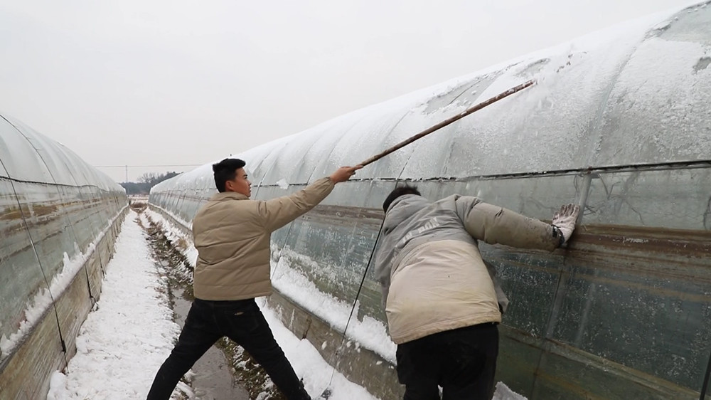 安徽桐城：積極應對寒潮 做好蔬菜大棚防寒[00_02_22][20231219-123515].jpg