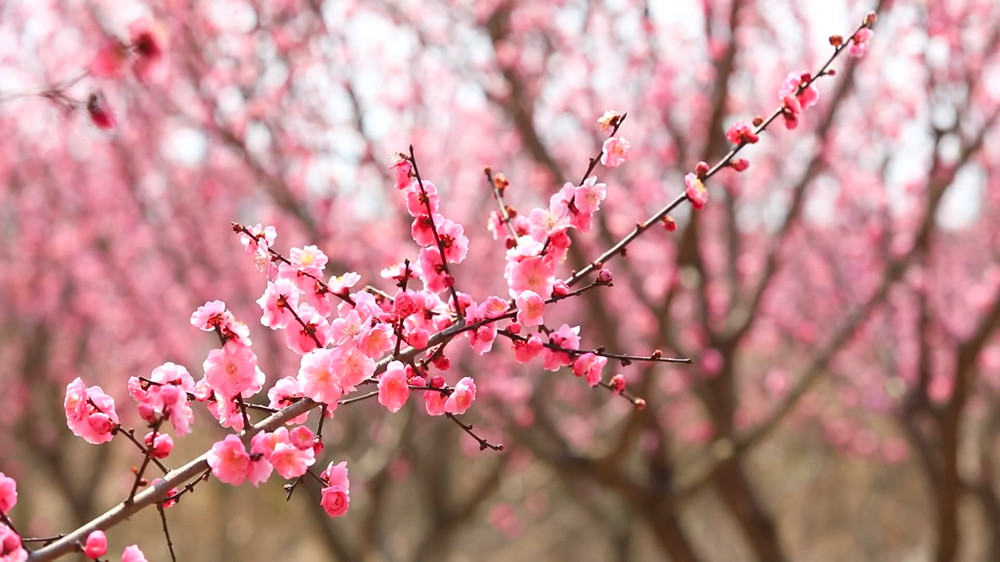 安徽桐城：梅花盛開俏枝頭 芬芳美景醉游人[00_05_20][20240308-152433].jpg