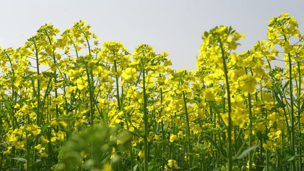 安徽桐城：16萬畝油菜花齊綻放 解鎖浪漫[00_04_34][20240321-083635]_副本.jpg