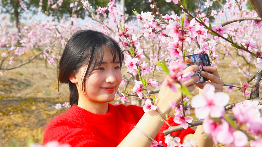 圖為游人在桃園中賞花拍照 踏春游玩4.jpg