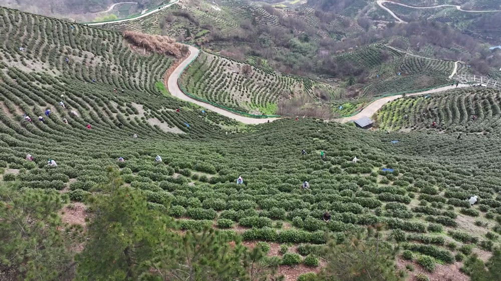 安徽桐城：春暖茶飄香 茶農(nóng)采茶忙（桐城臺(tái)[00_02_06][20240326-152356].jpg