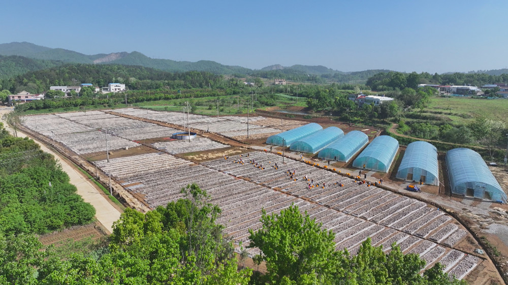 圖為位于呂亭鎮(zhèn)雙龍村的黑木耳種植基地1.jpg