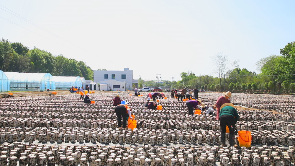 圖為村民們正在基地里采摘黑木耳2.jpg
