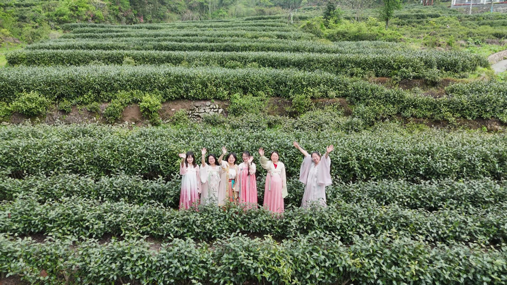 圖為游客游茶園。.jpg