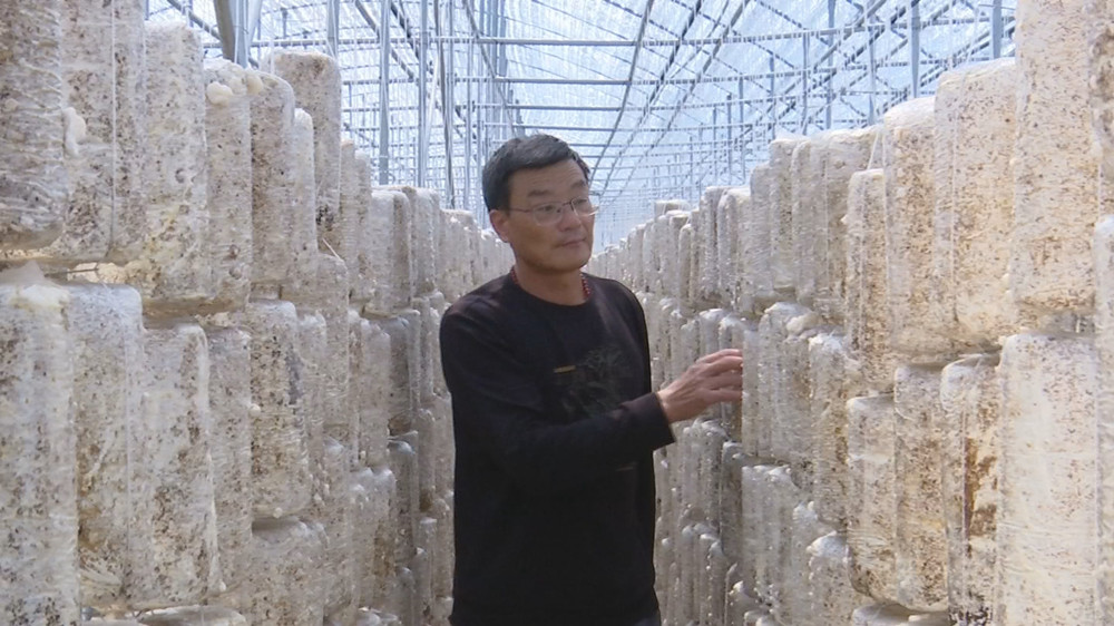 菌棒.jpg