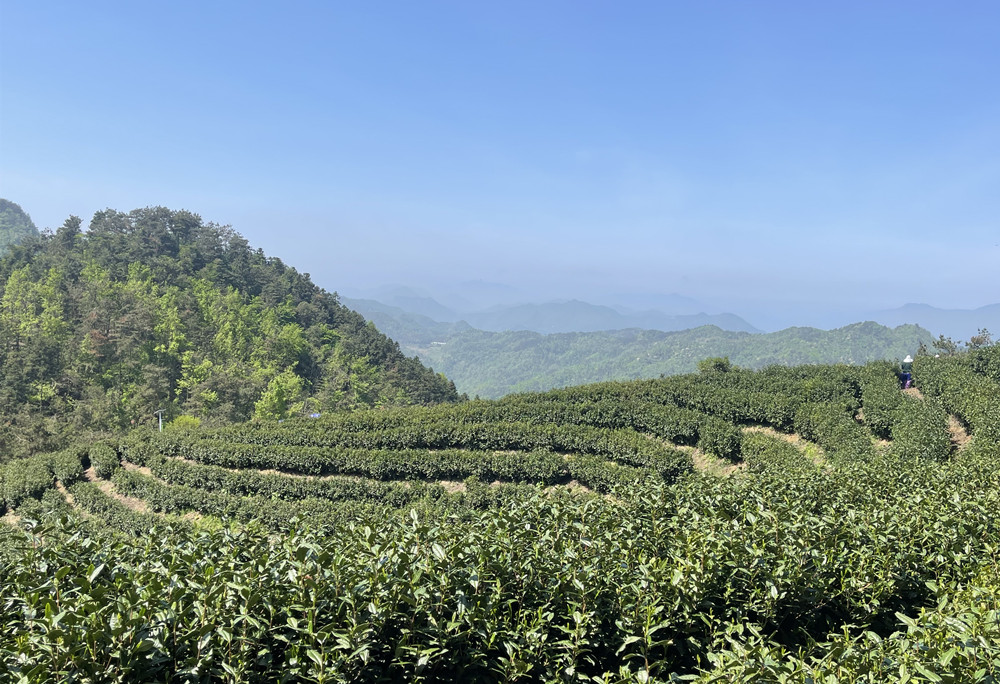圖5.資源利用模式：蔣潭村霧聚嶺茶園 (2).jpg