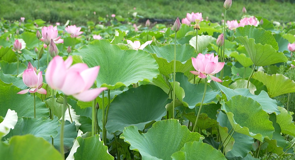 荷花3.jpg