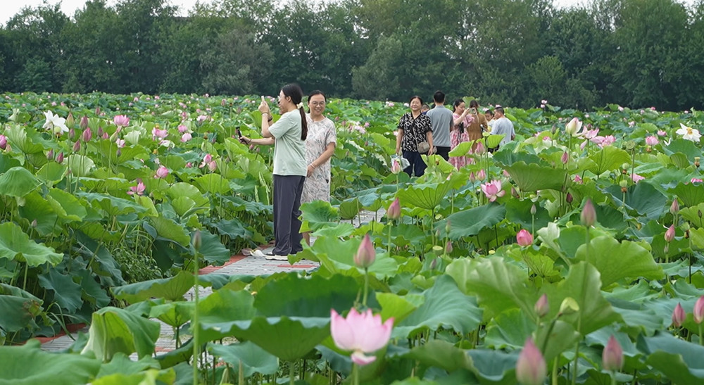 荷花2.jpg