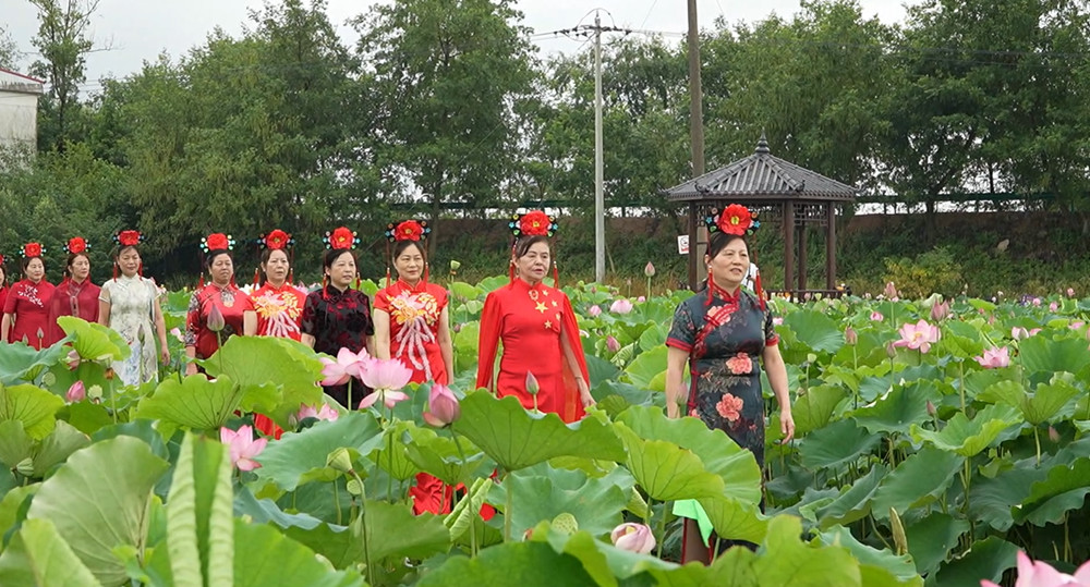 荷花1.jpg