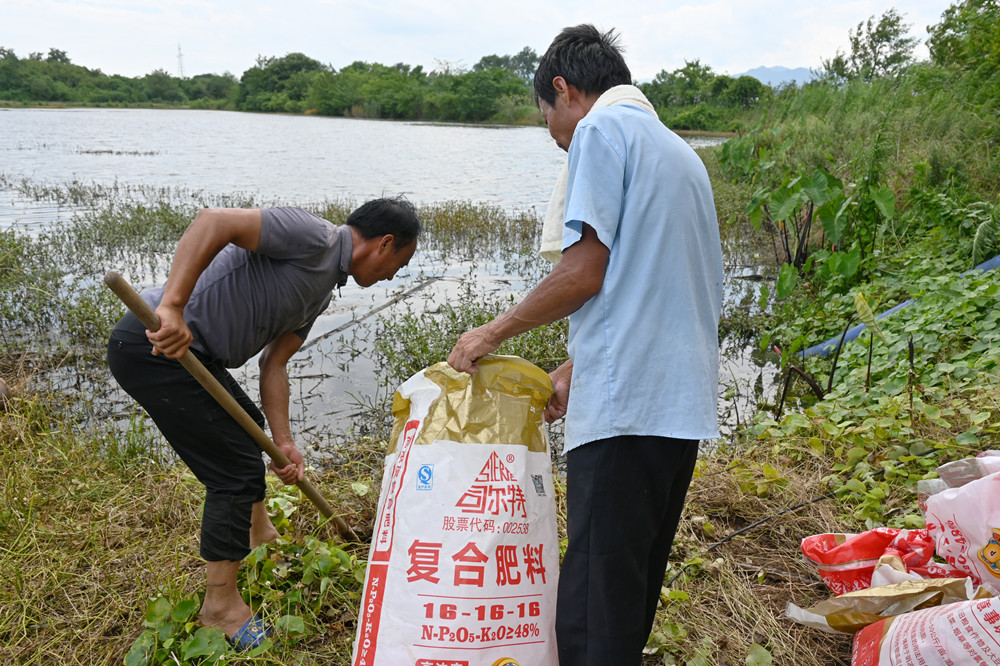桐城青草鎮(zhèn)_稻蝦種養(yǎng)基地災后復產(chǎn)有序推進 (1).JPG