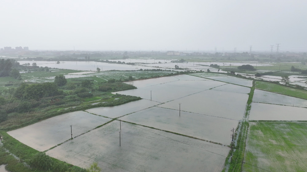 圖為受短時(shí)強(qiáng)降雨影響，雙港鎮(zhèn)部分農(nóng)田被淹。.jpg